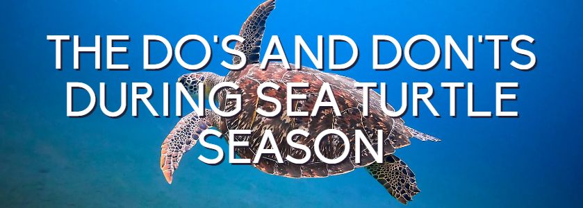 the dos and dont's of sea turtle season in highland beach