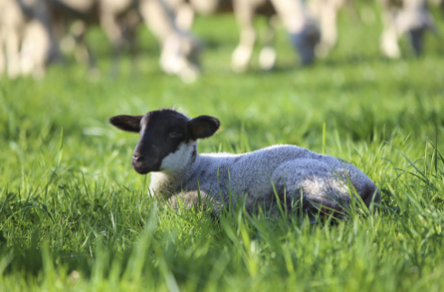 A Celebration of Sheepherding: Trailing of the Sheep