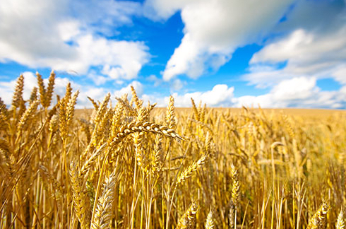Crops in Idaho