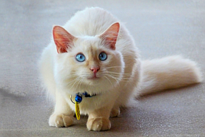 Moving With Pets