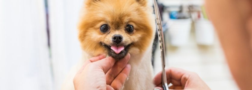 pomeranian getting a blow dry from groomer