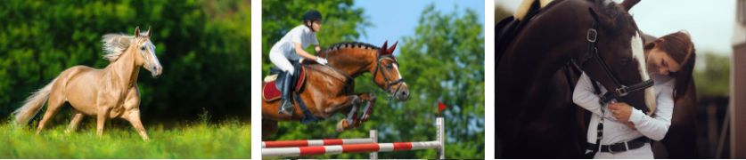 three panel image of equus horsemanship