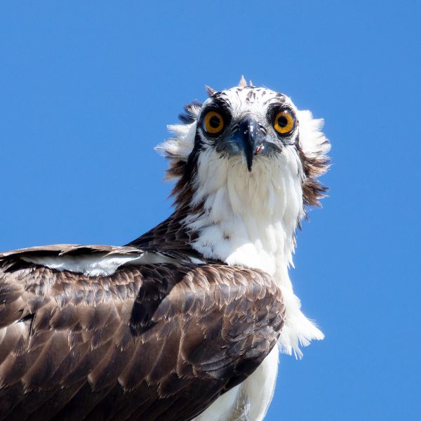 an close up of an osprey