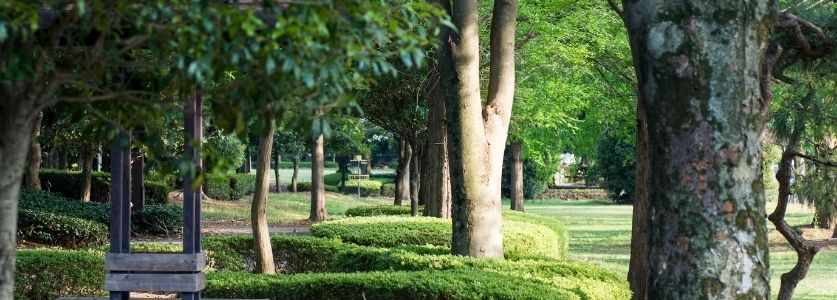 public park walkway under trees