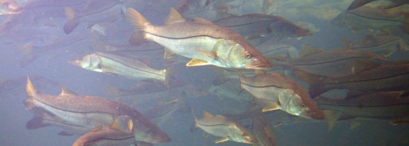 multiple snook in shallow water