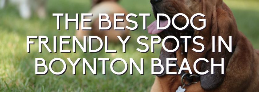 the best dog friendly spots in boynton beach