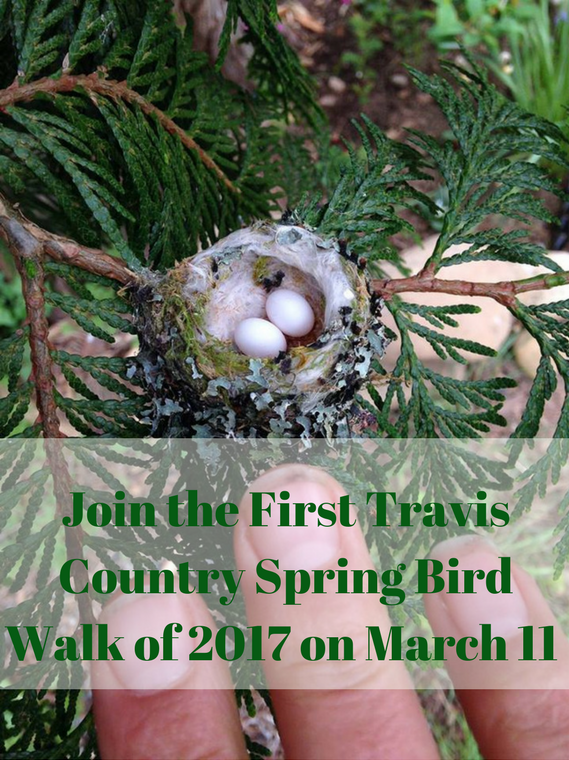 Travis Country Spring Bird Walks