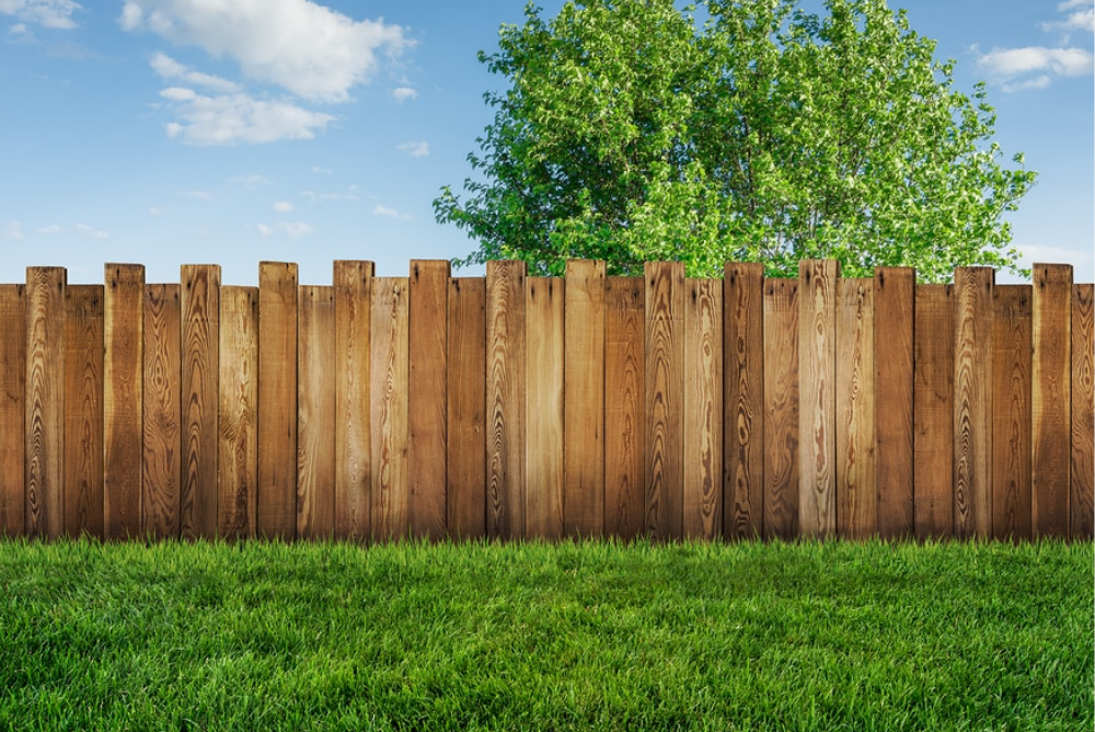 Yard and fencing