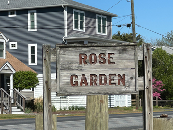 Rose Garden Lewes Beach Delaware
