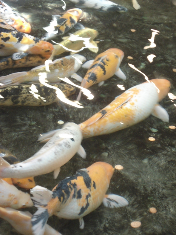 Koi Fish in Devonian Gardens