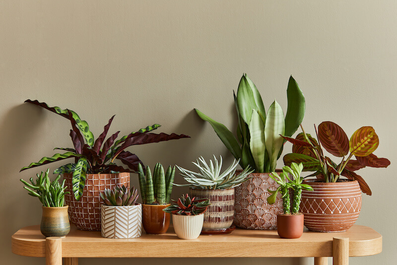 Indoor Plants Add a Natural Look to Your Home