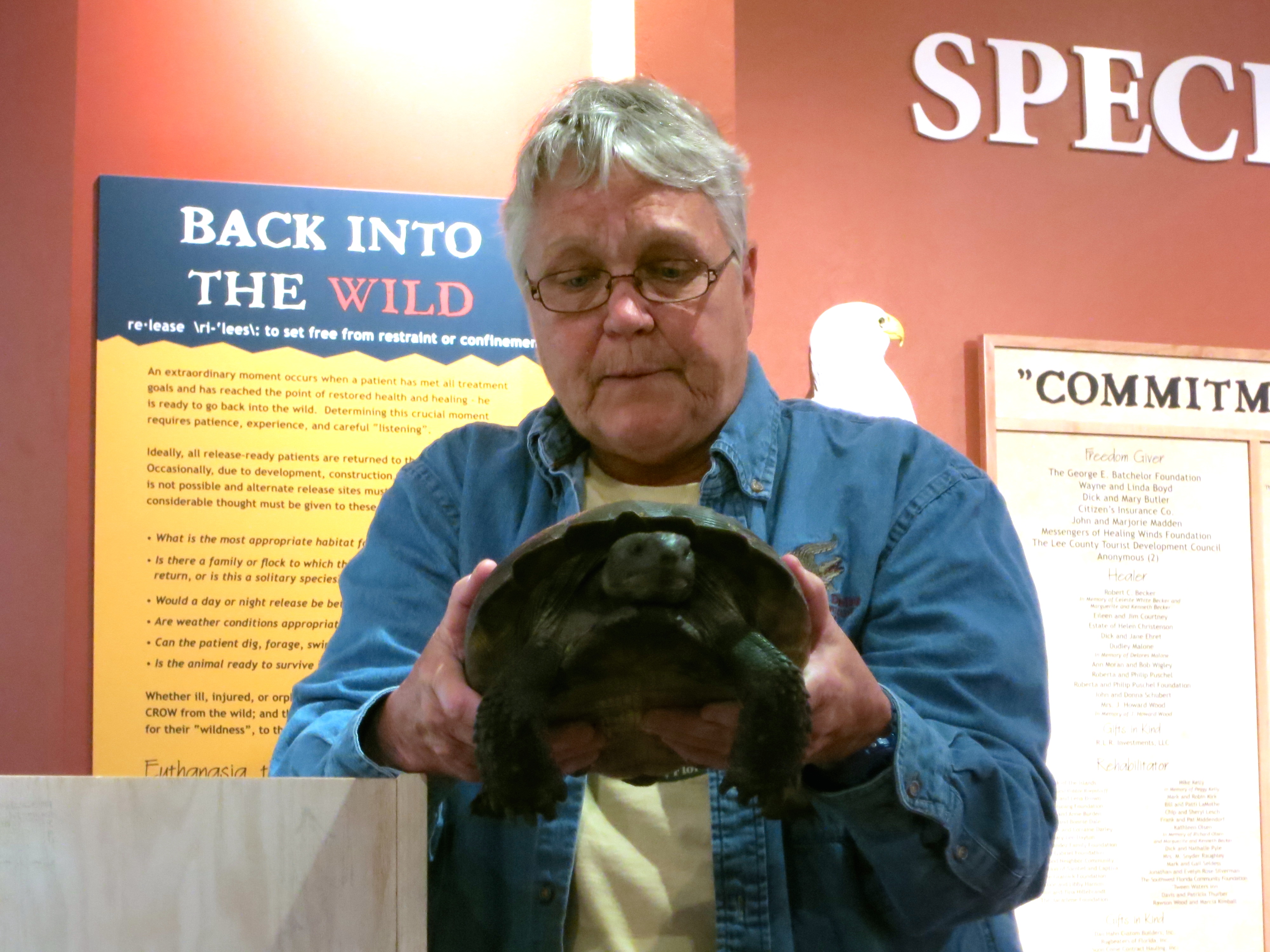 CROW Gopher Tortoise