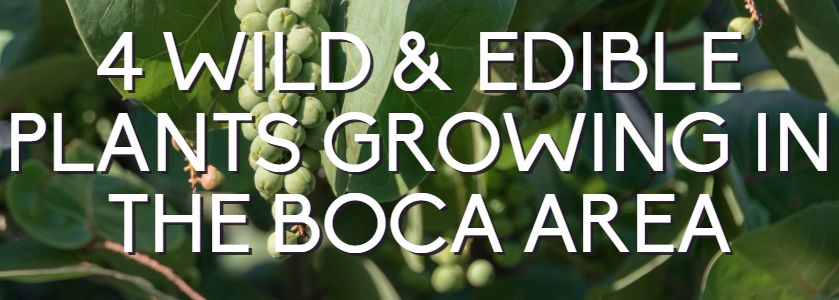 4 wild edible plants growing in boca raton