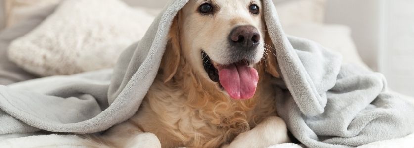 A golden retriever with a gray blanket over it 