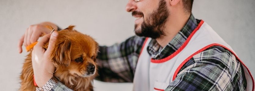 A human cutting a dogs hair 