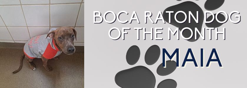 boca raton dog of the month | maia, september 2022