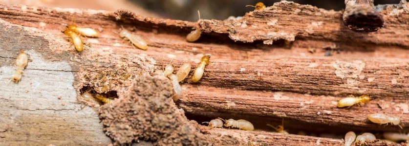 termites in a log