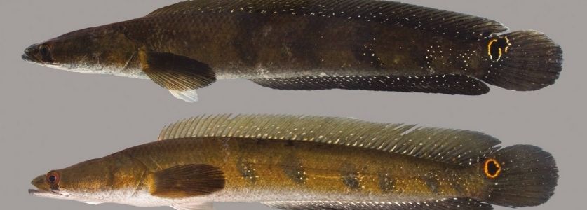 bullseye snakehead fish