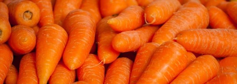 fresh picked whole carrots