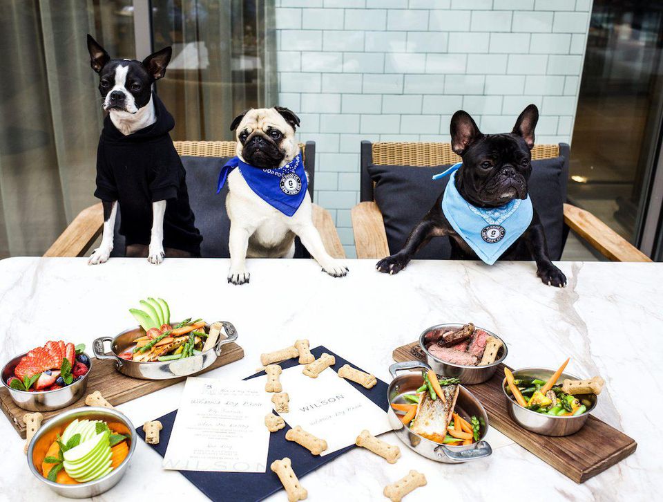 dog restaurants dogs at the table