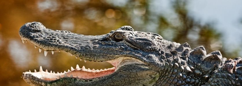 alligator on shore with open mouth