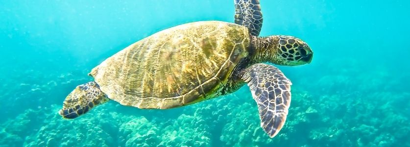 green sea turtle in open ocean