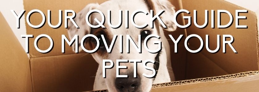 guide to moving pets
