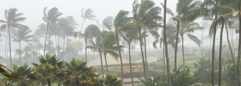 palm trees blowing in hurricane winds