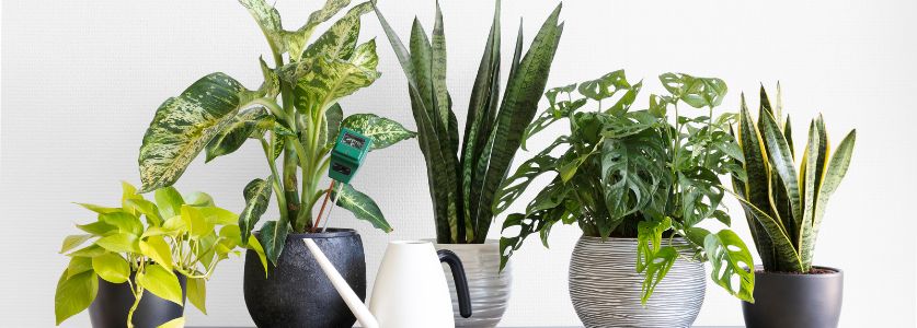 add indoor plants