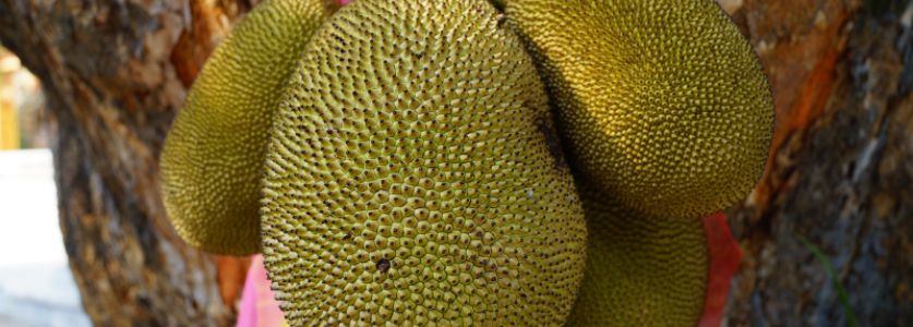 5 Delicious Fruits Grown In Florida | Rare And Exotic Fruits