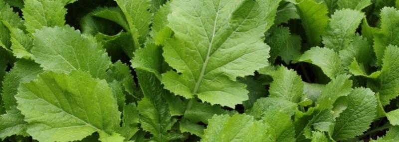 leafy greens in garden