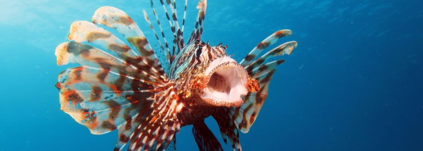 lionfish with mouth open