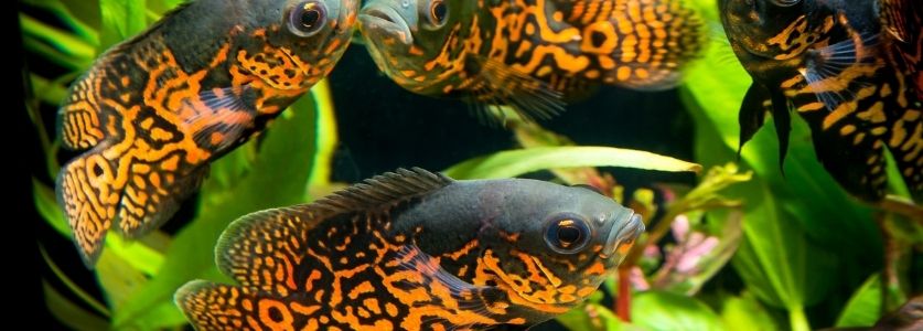 brightly colored oscar fish