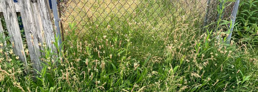 overgrown grass in side yard