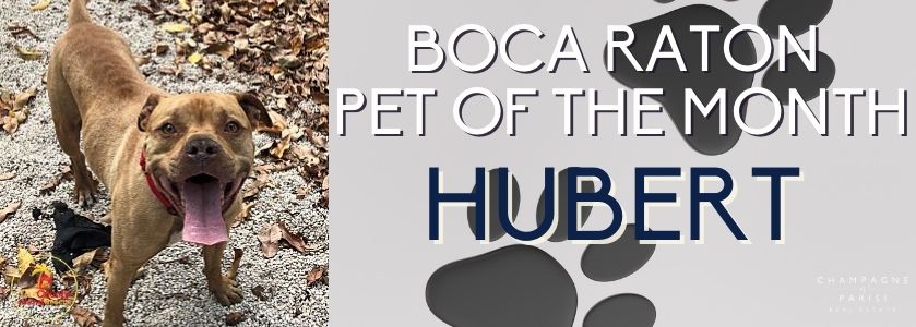 boca raton pet rescue hubert