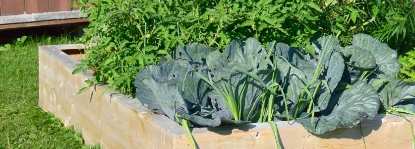 raised garden bed