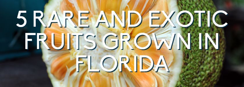 5 rare and exotic fruits grown in Florida
