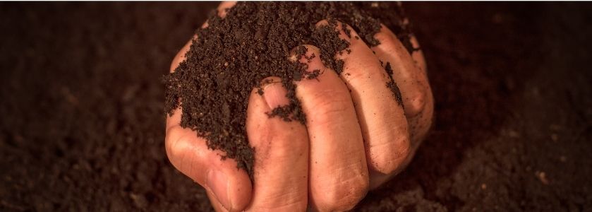 high quality potting soil held in bare hand