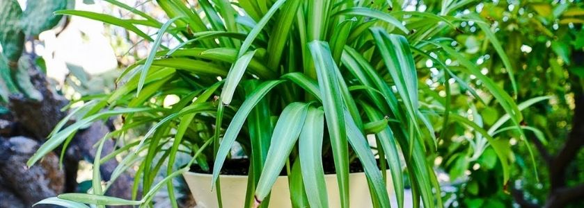 spider plant close up in pot
