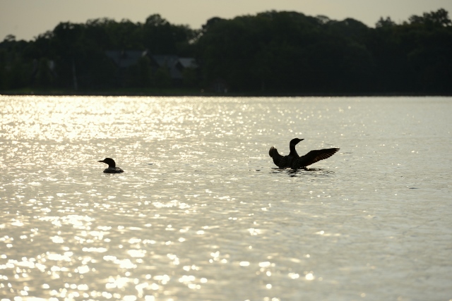 Halsted Bay - Minnetrista Minnesota