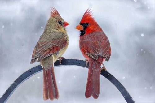 Birds in the Winter