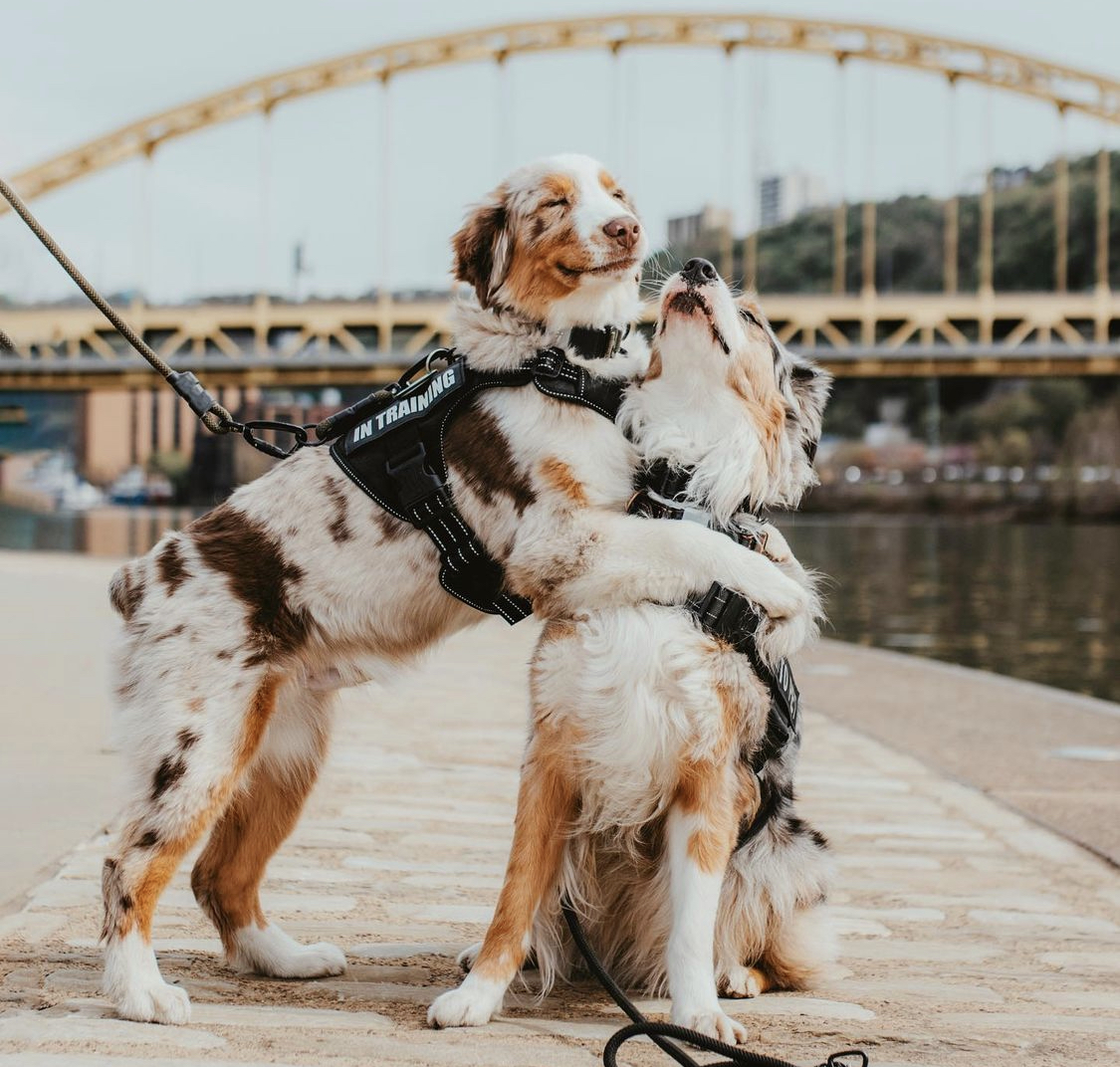 Dogs Hugging In Pittsburgh