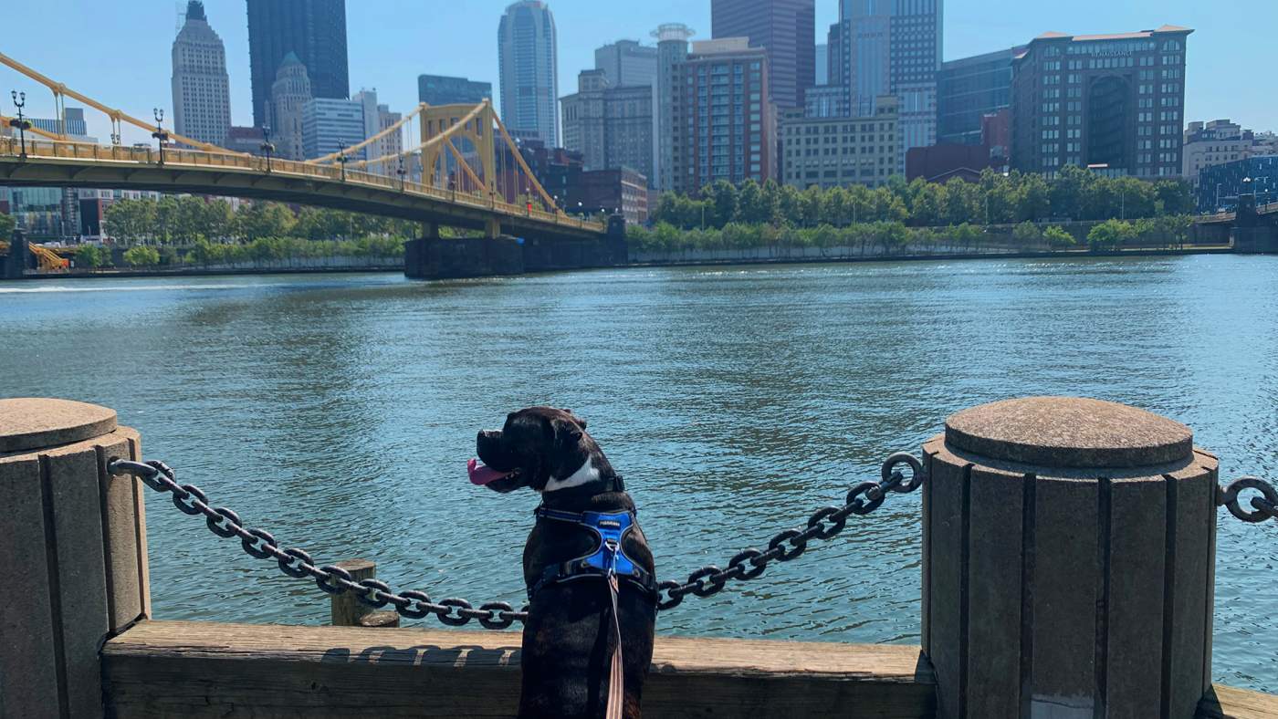 Pittsburgh's Top Dog Friendly Spots: Make It a Day With Your Furry