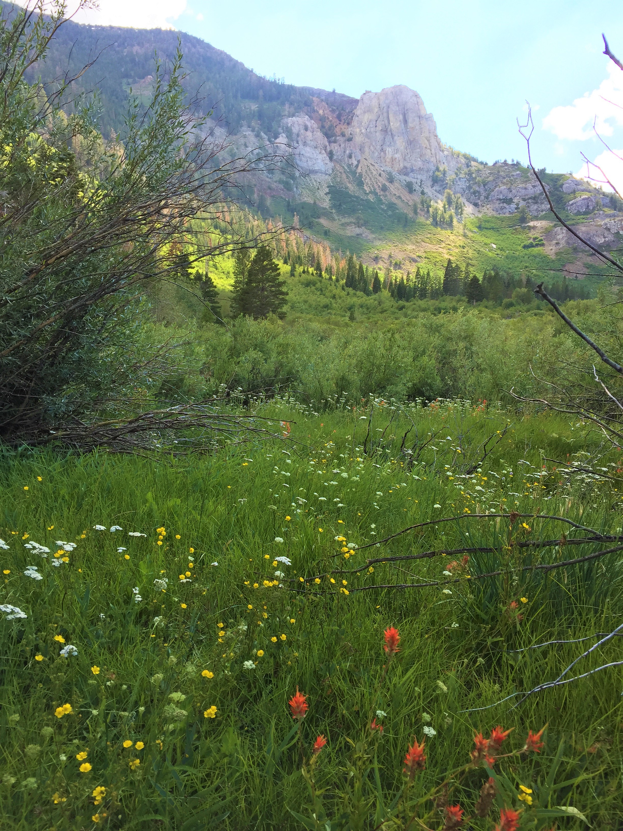 Snowcreek Meadow with Wildflowers and Mammoth Rock in Background