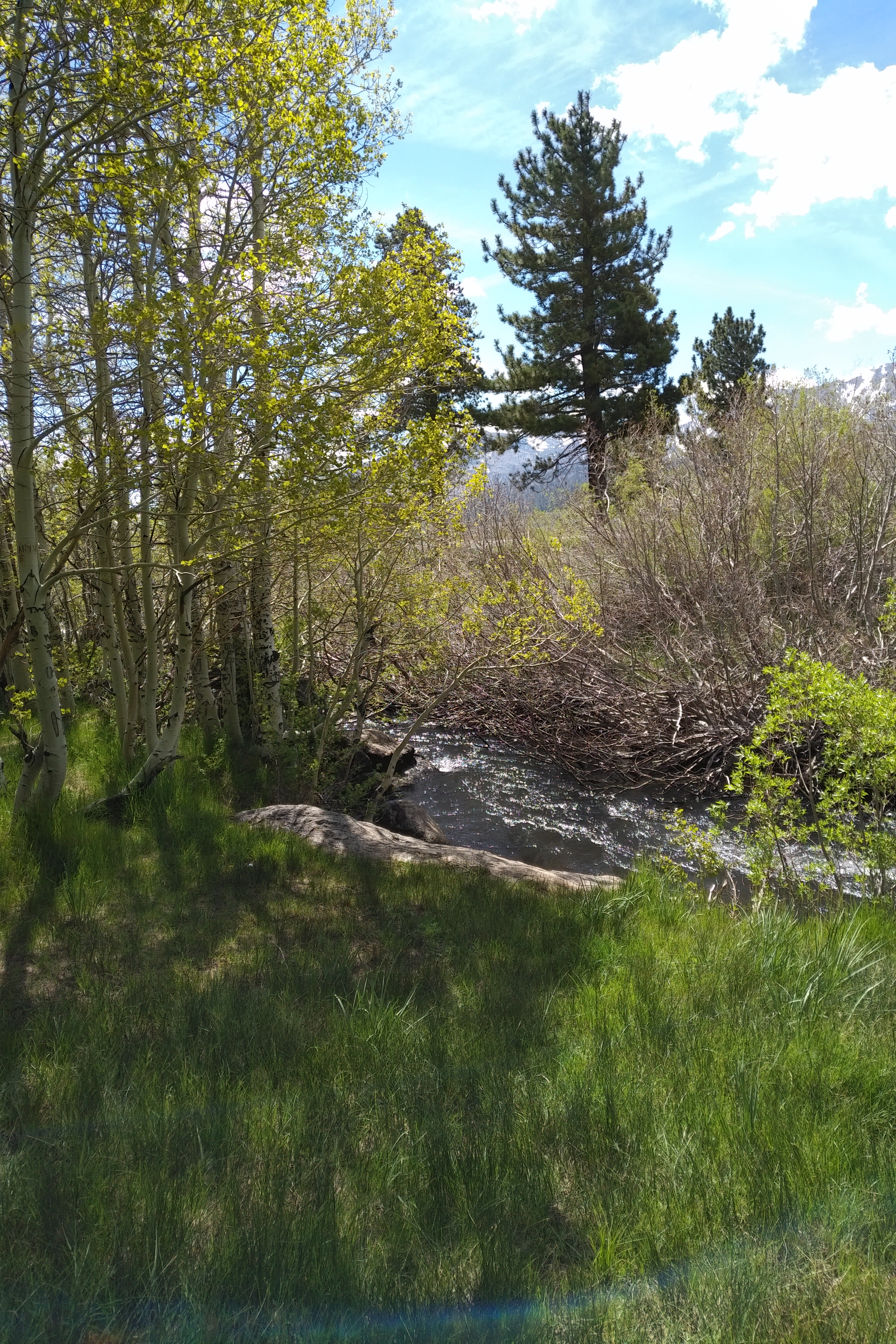 Mammoth Creek Flowing and Aspens Spring 2018