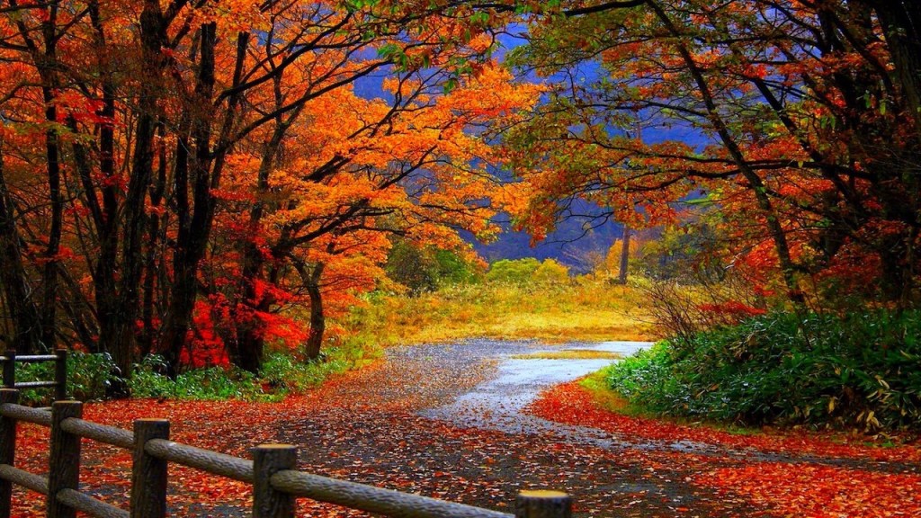 GORGEOUS FALL COLORS DISPLAY IN AUTUM