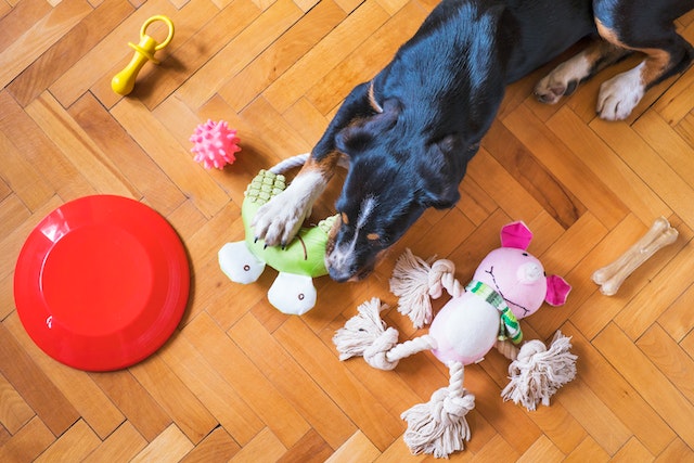 A dog playing with toys on the floor