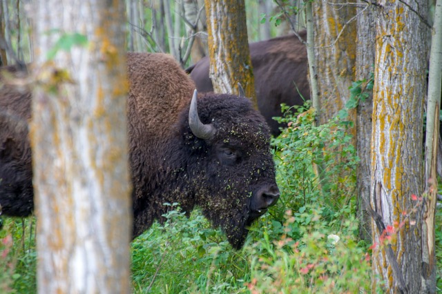 Two bison between trees and greenery. 