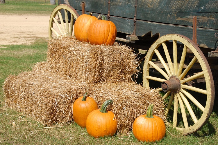 Pumpkins at the base of a wagon next to straw bails