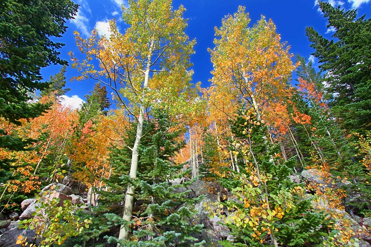 Fall Colorado in Woodland Park, Colorado